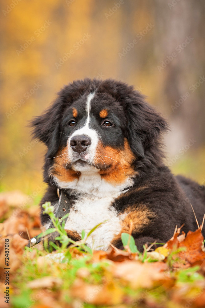 Bernese mountain puppy lying on the leaves in autumn Bernese mountain puppy lying on the leaves in autumn