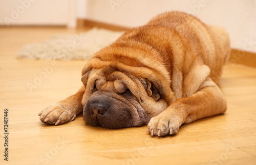Shar Pei lying wrinkles