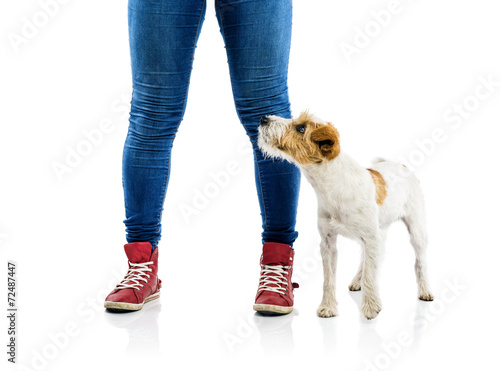 Cute dog playing with his owner photo