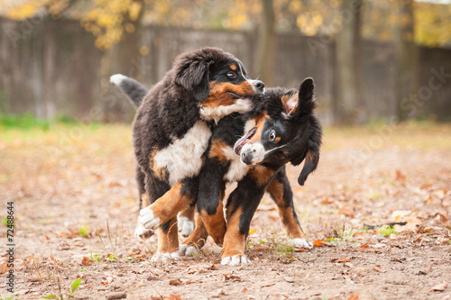 Two bernese mountain puppies playing in the park in autumn