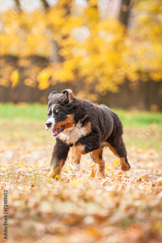 Bernese mountain puppy running in the park in autumn