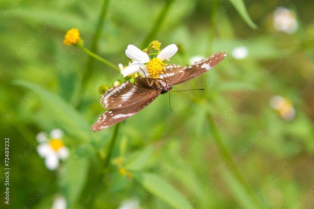 Butterfly on flower Butterfly on flower