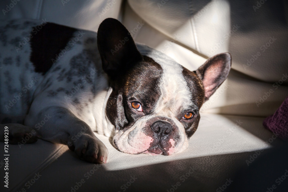 Adorable French bulldog lying on sunny couch Adorable French bulldog lying on sunny couch