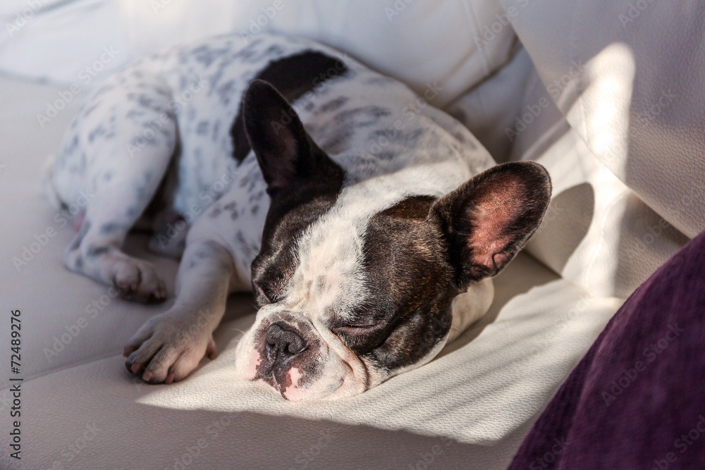 Adorable French bulldog lying on sunny couch