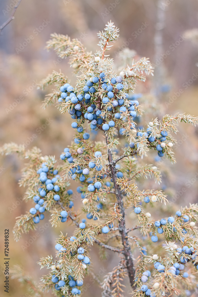 Blue juniper on bush