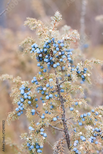 Blue juniper on bush © Azat Khayrutdinov