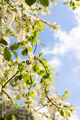 Flowering branch of apple tree