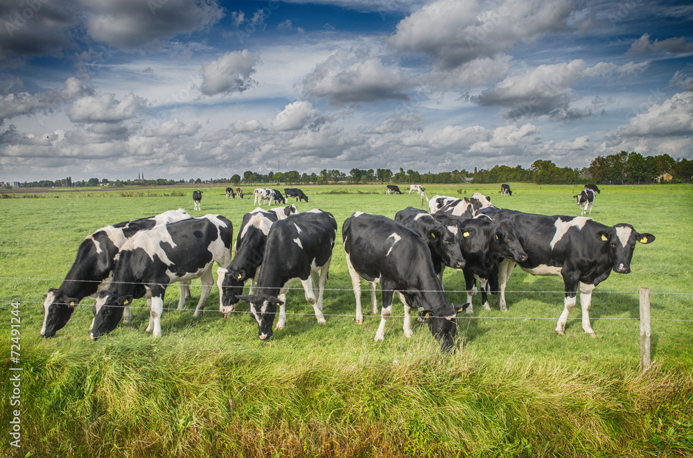 custom made wallpaper toronto digitalcow in a meadow