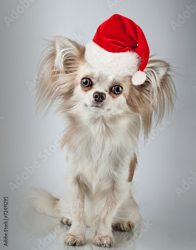 Longhair chihuahua in Christmas Santa hat. Small dog sitting