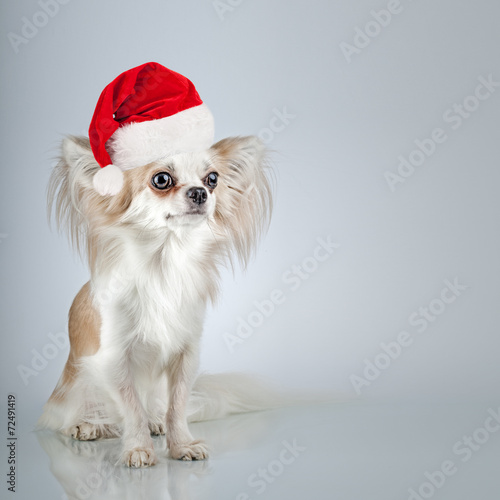 Longhair chihuahua in Christmas Santa hat. Small dog