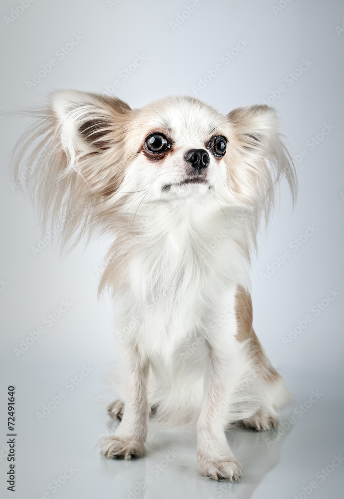 Longhair chihuahua. Small dog sitting, looking at the camera