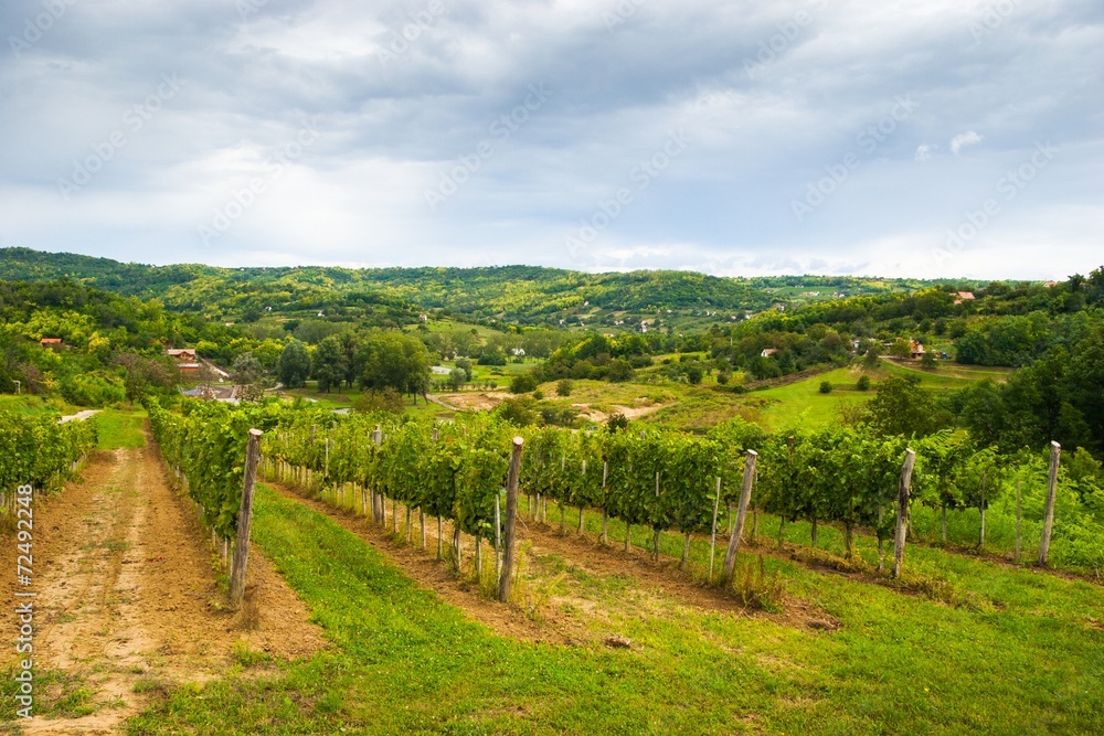 Hungarian vineyard, Villany, Hungary