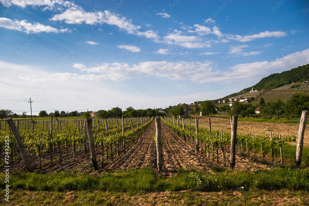 Hungarian vineyard, Somlo, Hungary