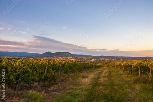 Hungarian vineyard