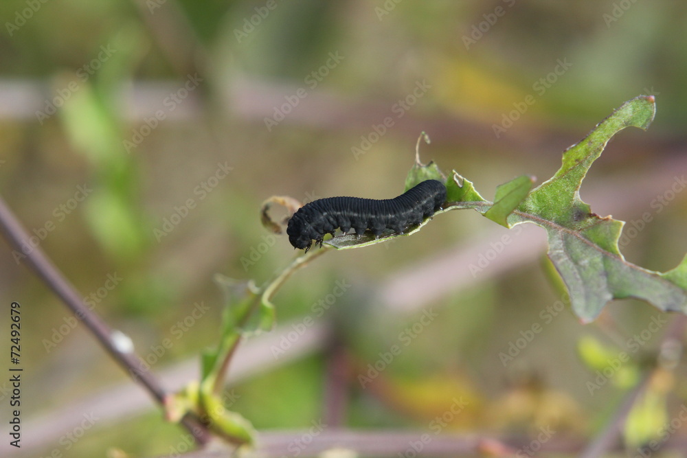 Sawfly Caterpillar