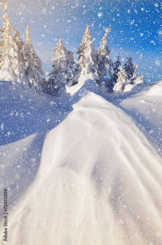 We outline the snow in the forest We outline the snow in the forest