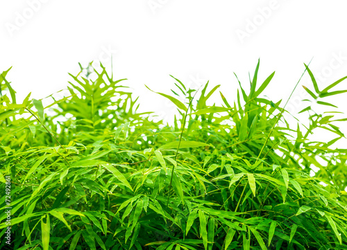 fresh green leaves natural bamboo with raindrops isolated on a w © Alisa