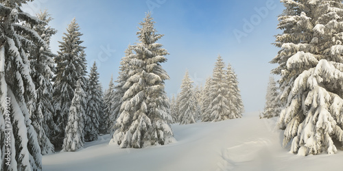 Snow-covered trees in forest © Oleksandr Kotenko
