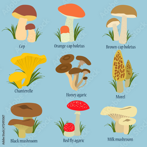 Collection of mushrooms with names in flat design