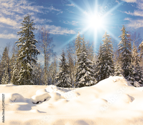 Winter trees