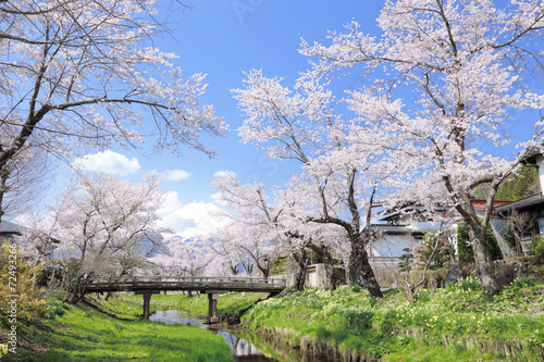 忍野の桜