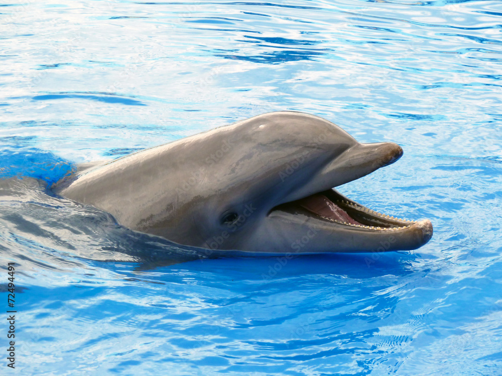 Naklejka premium Delfin