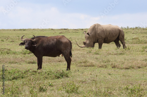 Nashorn und Büffel