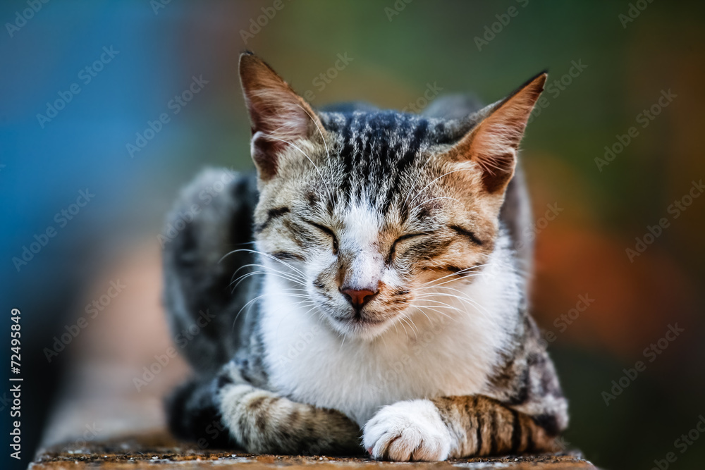 Resting Cat Resting Cat