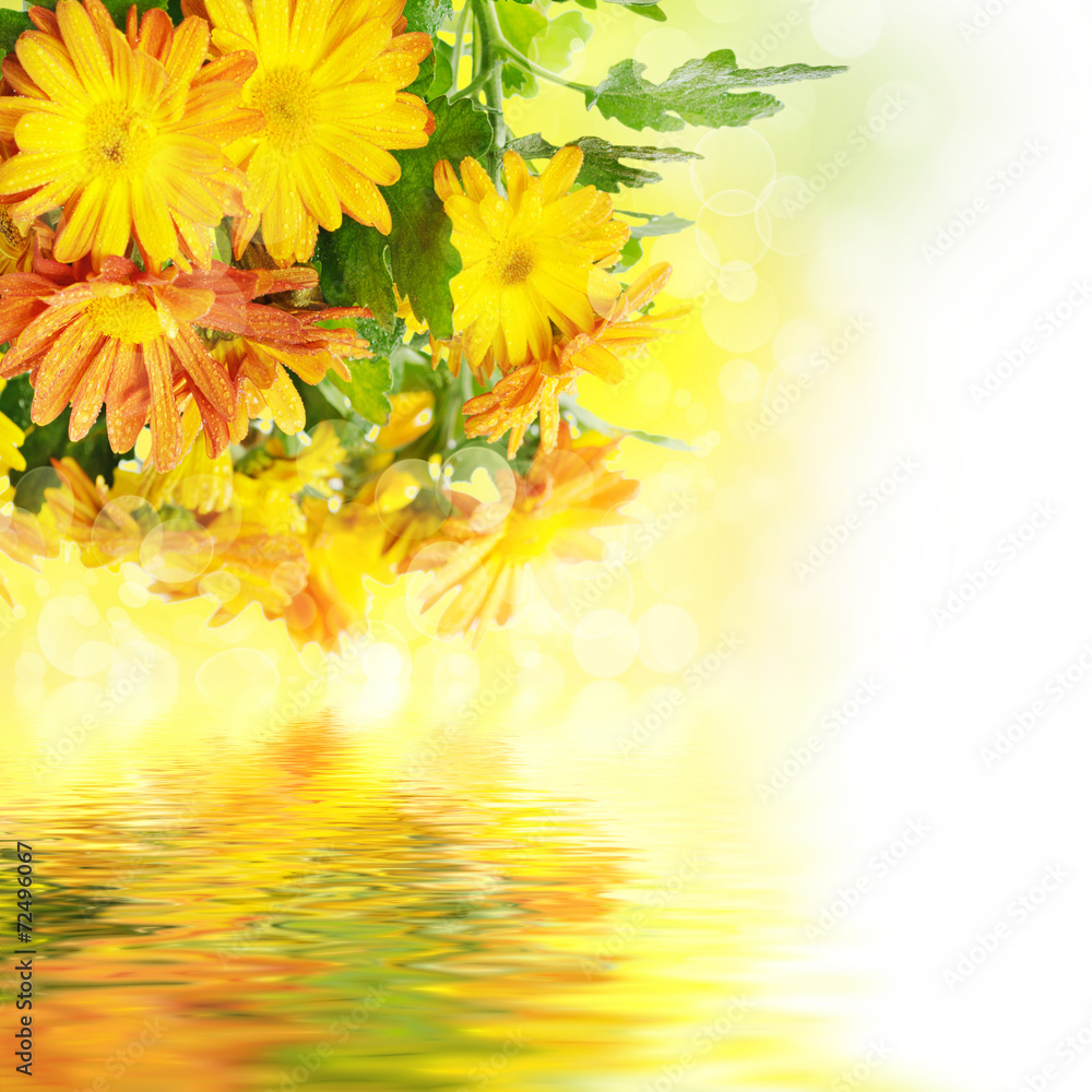 Chrysanthemum floral background