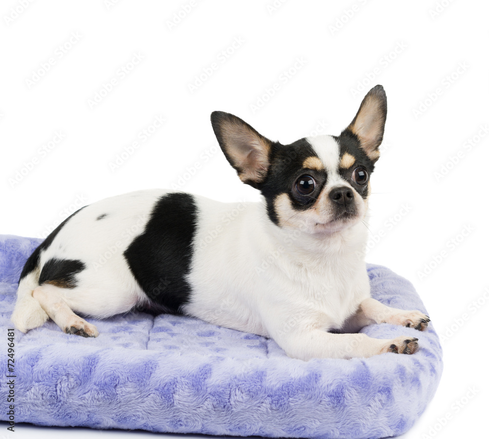 Chihuahua on pet bed