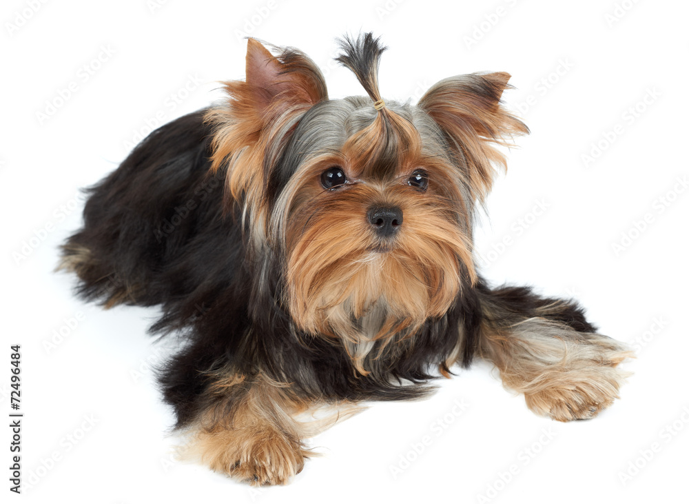 Adorable puppy over white Adorable puppy over white