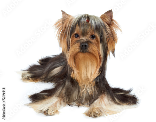 Dog with funny bang of hair © Konstantin Gushcha