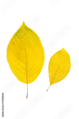 Linden leaf