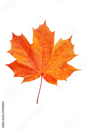 Wallpaper Mural Maple leaf Torontodigital.ca