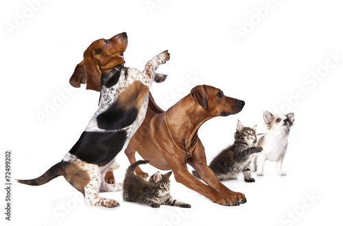 Fototapeta Naklejka Na Ścianę i Meble -  group of dog and  kittens