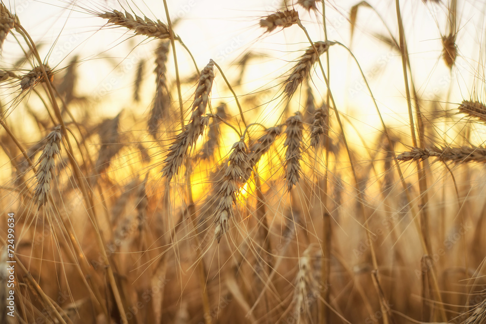 Ears on field during sunset. Agricultural composition Ears on field during sunset. Agricultural composition