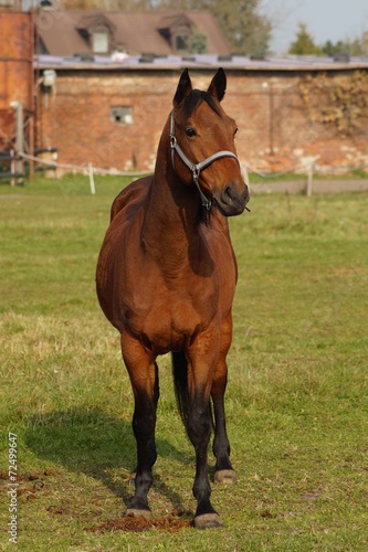 Horse on a farm in the autumn meadow - portrait