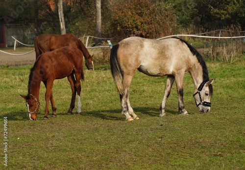 Horses on a farm in a summer meadow - october © skorpionik00