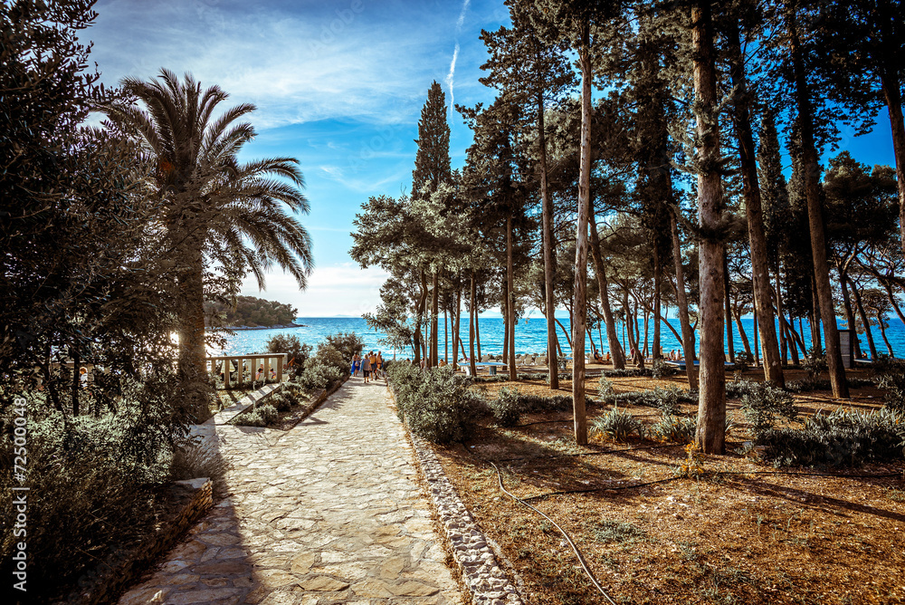 Obraz premium Pine forest at Mediterranean coast.