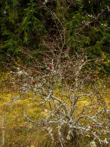 bush of hawthorn without leaves