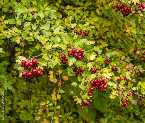 bunch of hawthorn with berries