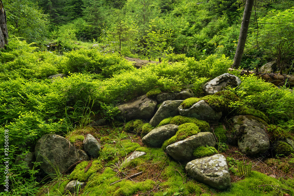 Forest as background. Natural background Forest as background. Natural background