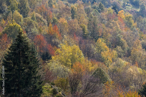 forêt en automne