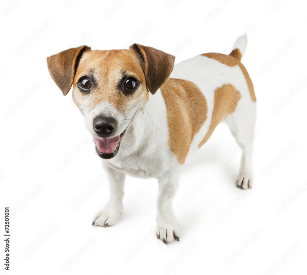 Smilling Dog Jack Russell Terrier in full growth