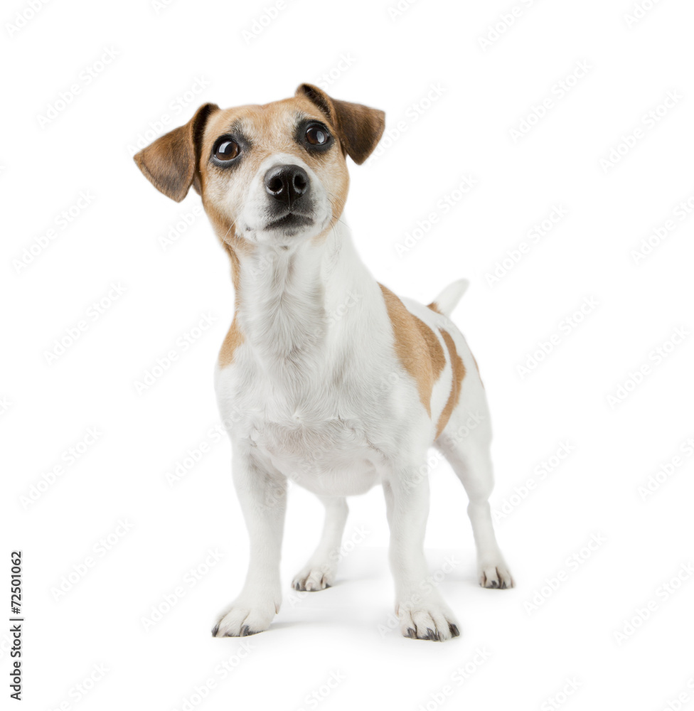 Beautiful Dog Jack Russell Terrier in full growth