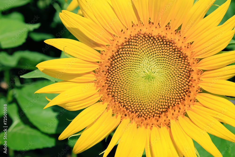 Obraz premium Closeup of Sunflower
