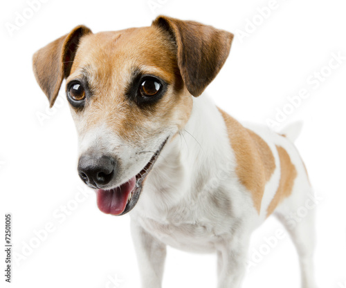 Fototapeta Naklejka Na Ścianę i Meble -  Closeup portrait  dog Jack Russell Terrier