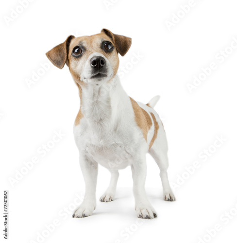 Fototapeta Naklejka Na Ścianę i Meble -  Beautiful Dog Jack Russell Terrier in full growth