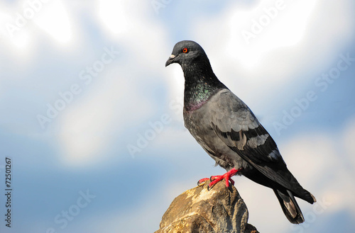 A Curious Wood Pigeon (Columba palumbus) Perched on a Log