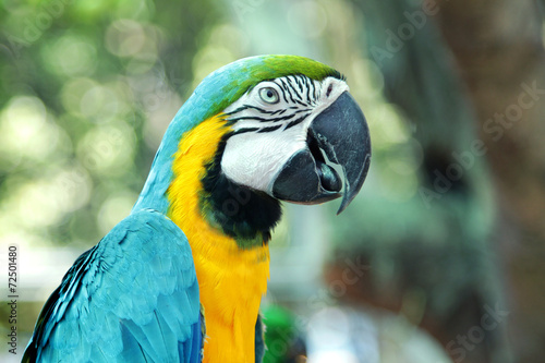 Colourful parrot bird